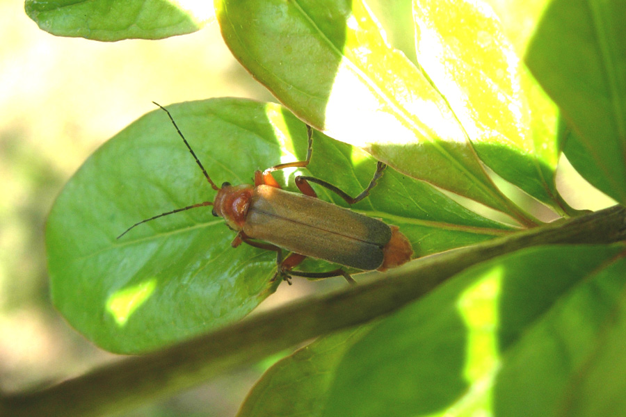 Alcuni Cantharidae, un Oedemeridae e un Cerambycidae